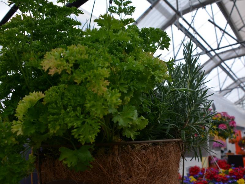 DIY Herbs | Hanging Herb Garden, Indoor Gardening | Blooming Secrets