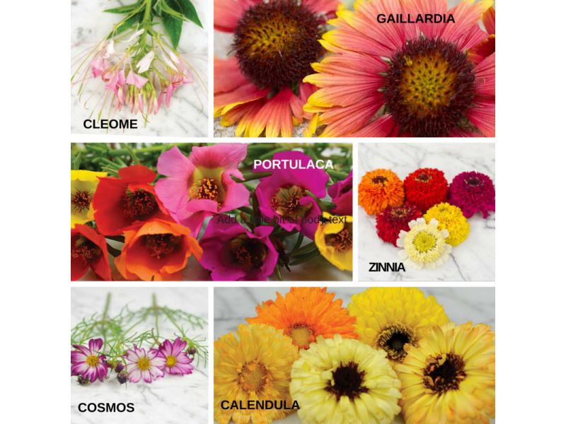 Drought Tolerant Annuals Annuals, Flowers, Seeds Blooming Secrets
