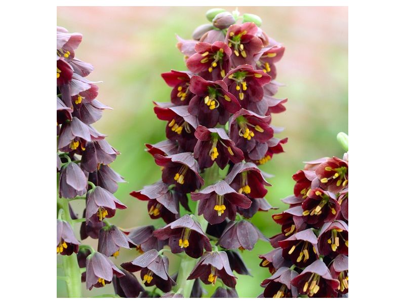 Persian Lily Fritillaria Persica Bulb, Gardening Blooming Secrets