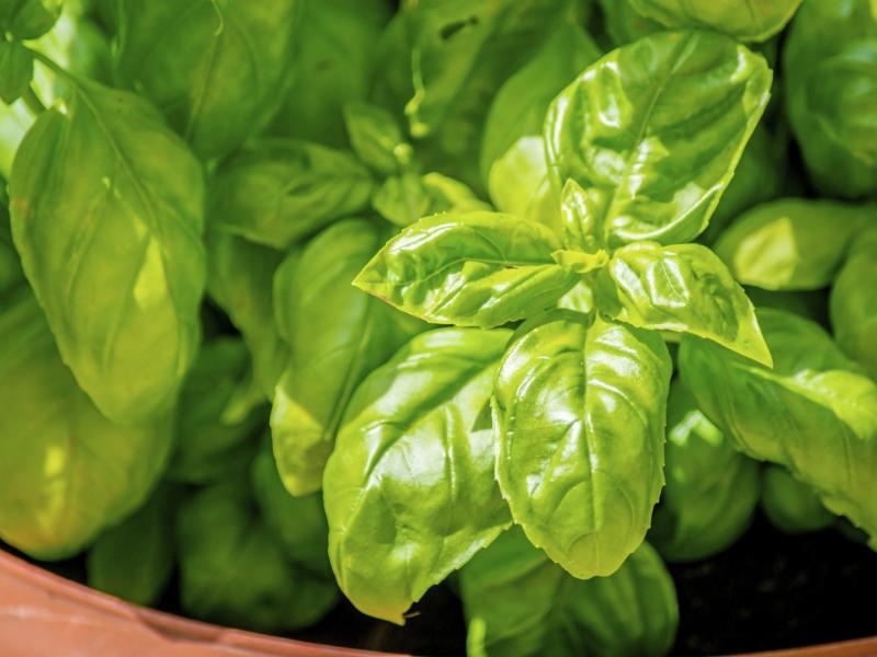 Tips on Growing Basil Italian Herb, Organic, Gardening Blooming Secrets