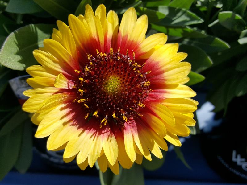 Tips On Growing Blanket Flowers Gaillardia, Gardening Blooming Secrets