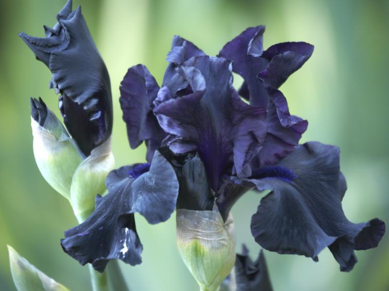 Tips To Rejuvenate An Iris Bearded Irises, Gardening Blooming Secrets