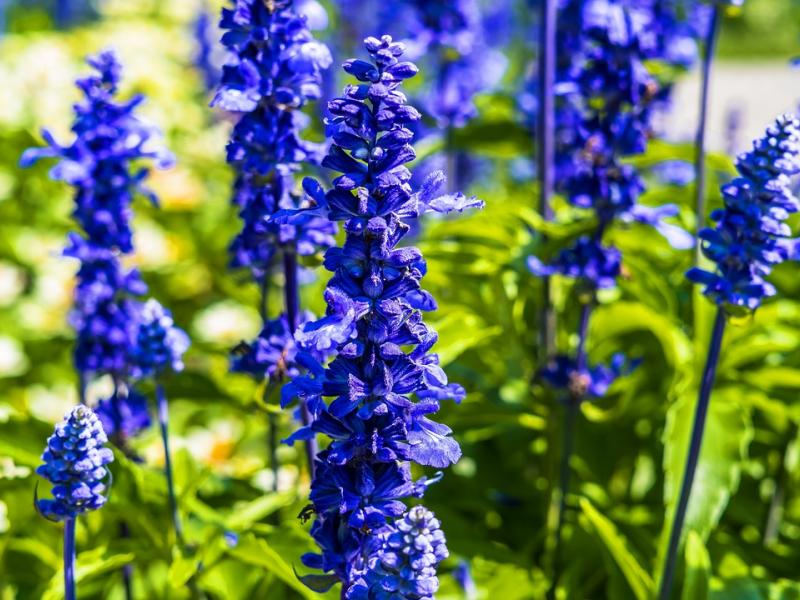 Plant Of The Week July Flowers, Plants, Gardening Blooming Secrets