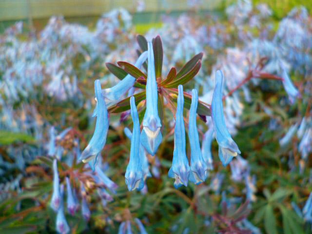 Tips For Growing Corydalis | Corydalis, Flower, Garden | Blooming Secrets