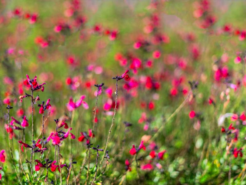 Get Creative By Growing These Valentines | Gardening ...