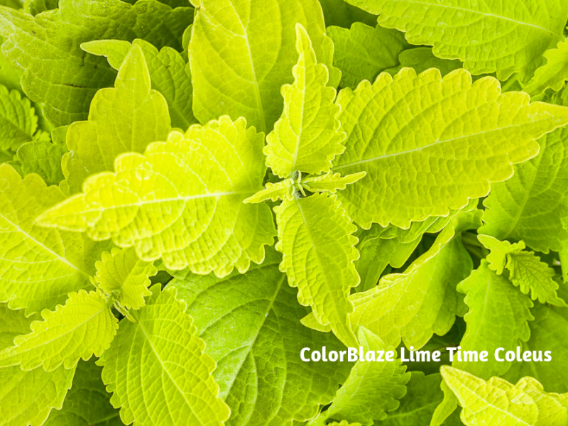 Add Chartreuse Plants To Your Garden Plants, Gardening Blooming Secrets