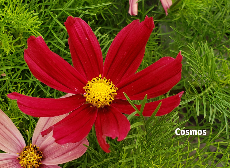 Ideal Plants For A Cutting Garden Flowers, Gardening Blooming Secrets