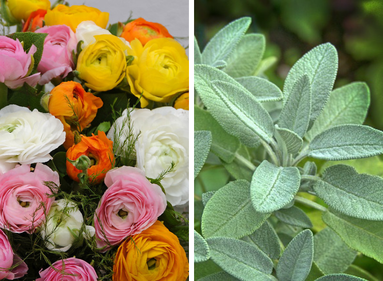 More Ideal Flowers For A Cutting Garden Plants, Gardening Blooming