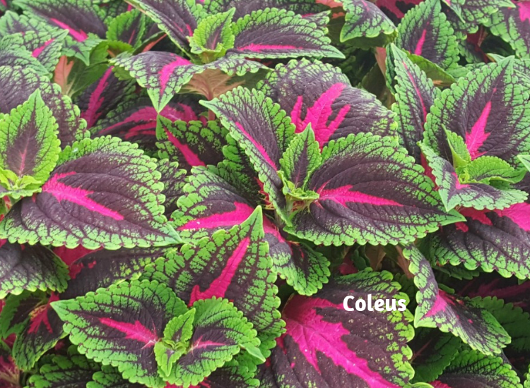 More Ideal Flowers For A Cutting Garden Plants, Gardening Blooming