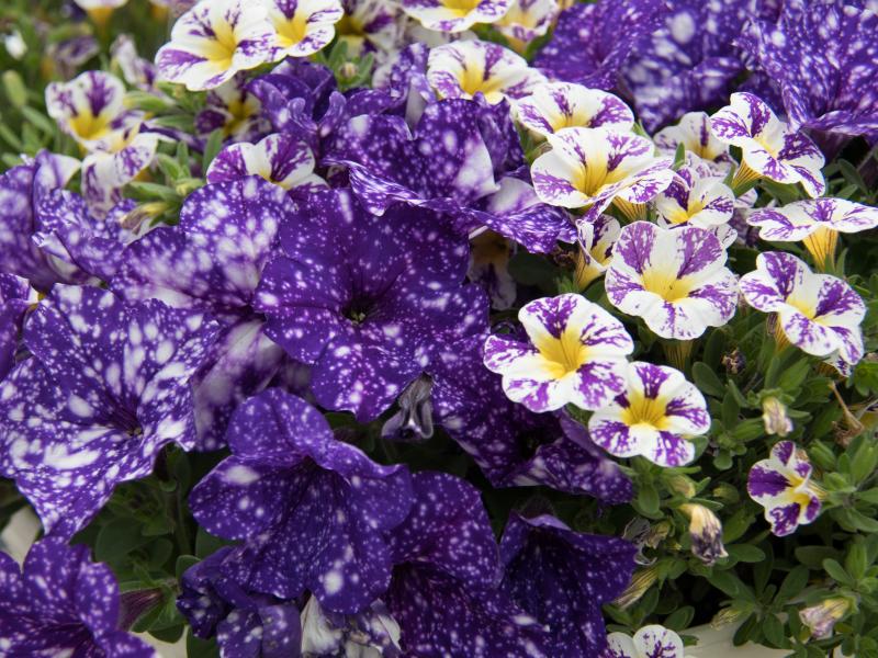 Keep Your Flowers Blooming Tips, Flowers, Gardening Blooming Secrets