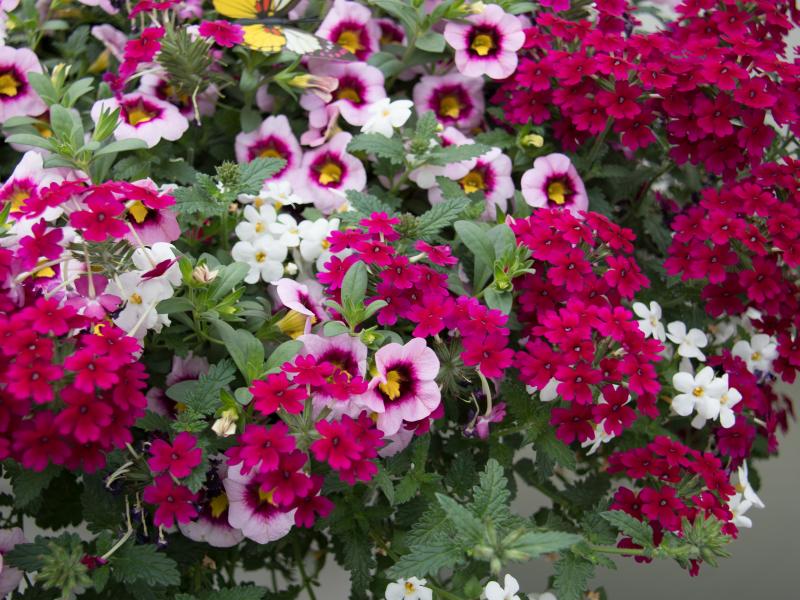 Keep Your Flowers Blooming Tips, Flowers, Gardening Blooming Secrets