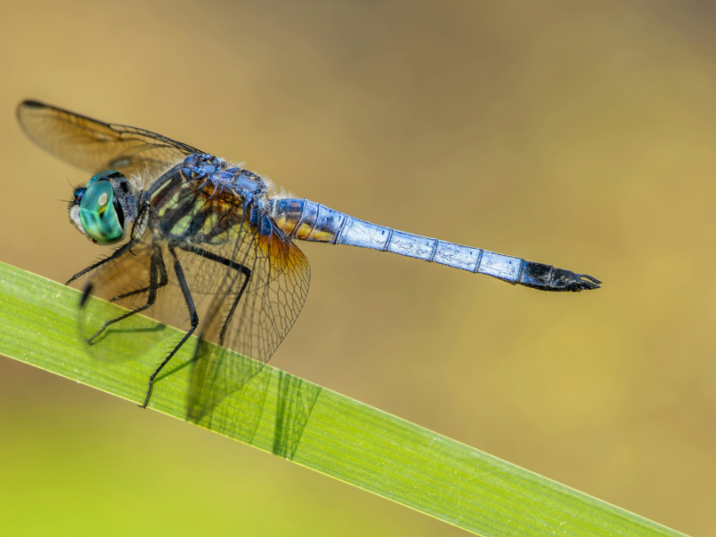 Create a Dragonfly Habitat to Deter Mosquitoes | Garden | Blooming Secrets