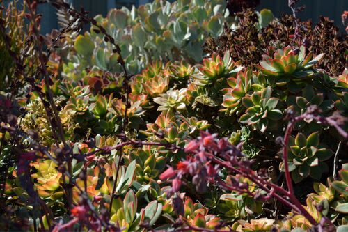 identify succulent flowers Types of Succulents | Digital Printable Succulent Identification Chart main image 1