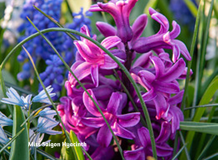 Bee Friendly Flower Bulbs Flowers, Fall, Gardening Blooming Secrets