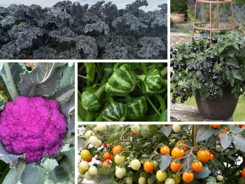 New Edible Plants To Grow | Vegetables, Fruit, Gardening | Blooming Secrets