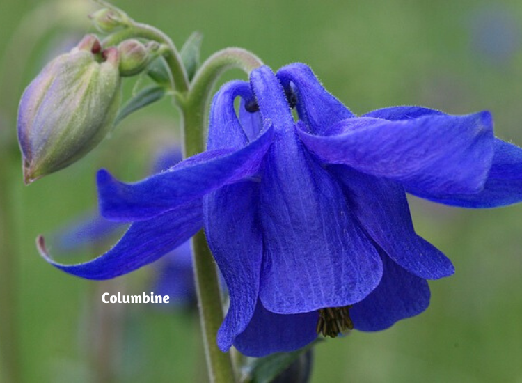 Add Blue Flowers To Your Garden | Flowers, Gardening | Blooming Secrets