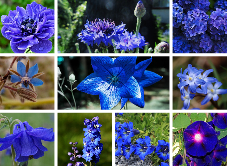 Add Blue Flowers To Your Garden | Flowers, Gardening | Blooming Secrets