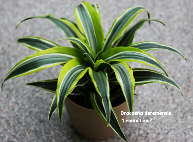 dracaena sanderiana ikea Dracaena sanderiana 'Variegata' main image 1