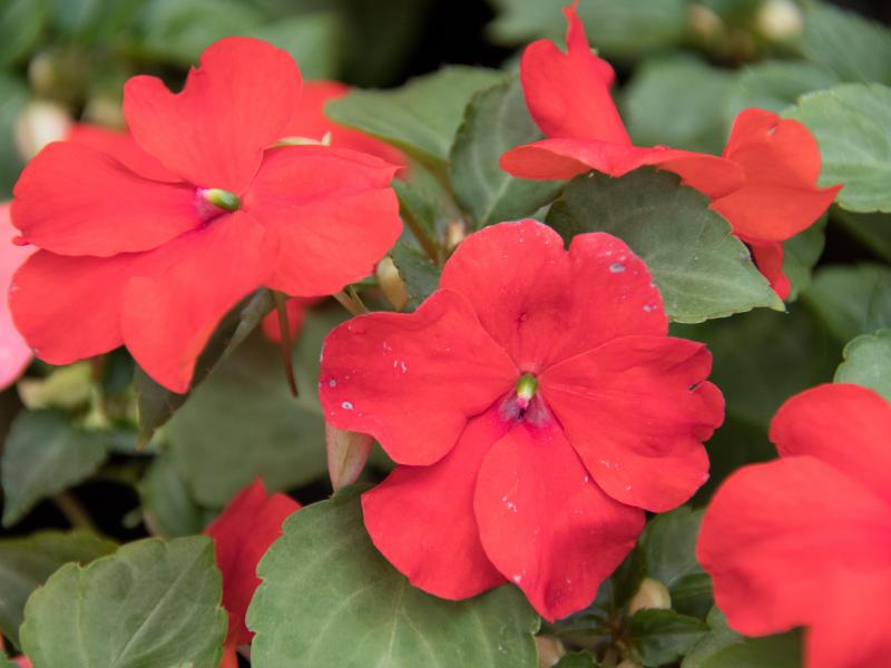 Introducing Beacon Impatiens annual flowers, Gardening Blooming Secrets