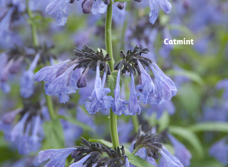 Attract Pollinators With Blue Flowers Flowers, Garden Blooming Secrets