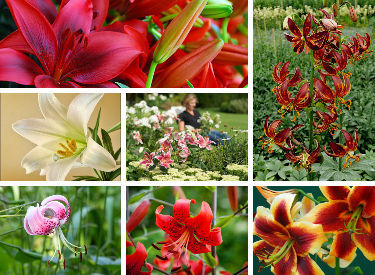 Tips For Growing Lilies Flowers, Lilies, Gardening Blooming Secrets