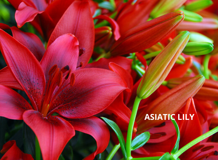 Tips For Growing Lilies Flowers, Lilies, Gardening Blooming Secrets