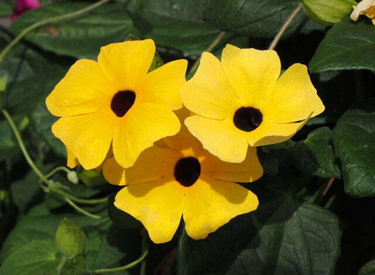 Tips On Growing Thunbergia Flower, Vine, Gardening Blooming Secrets