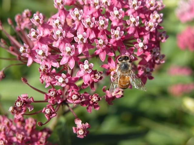 The Majesty of Milkweed | Flower, Pollinator, Gardening | Blooming Secrets