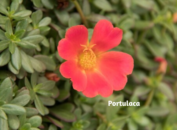 Plants To Grow In July Flowers, Vegetables, Gardening Blooming Secrets