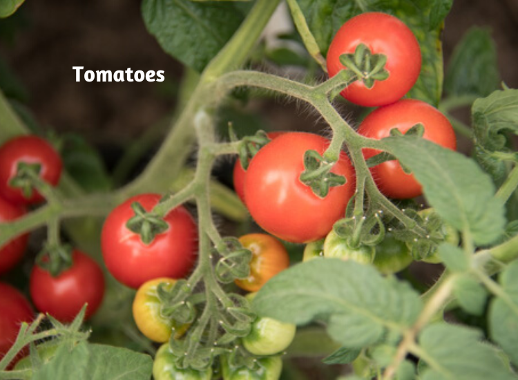 Plants To Grow In July Flowers, Vegetables, Gardening Blooming Secrets