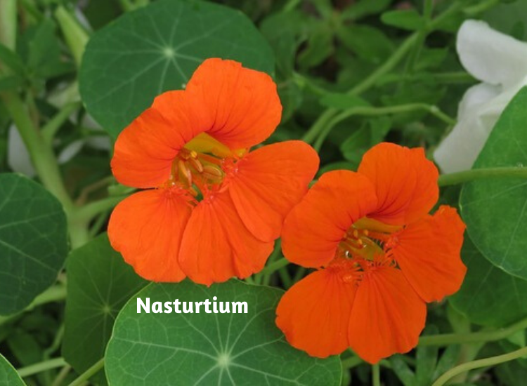 Companion Planting Flowers, Vegetables, Gardening Blooming Secrets