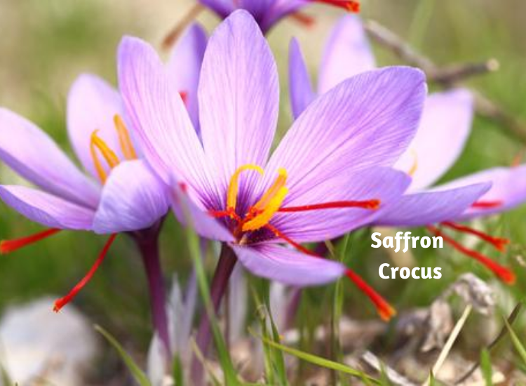 Plants To Grow In August Flower, Vegetable, Gardening Blooming Secrets