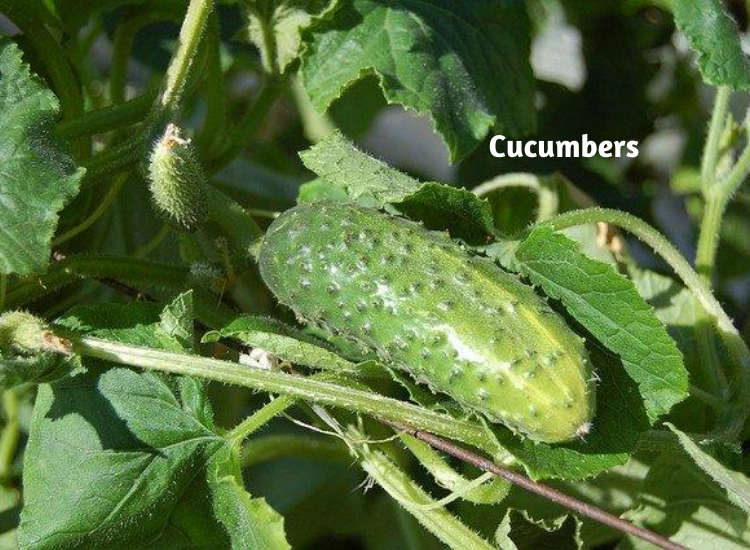 Plants To Grow In August Flower, Vegetable, Gardening Blooming Secrets