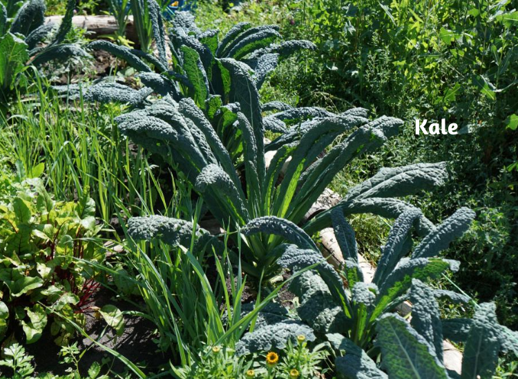 Plants To Grow In August Flower, Vegetable, Gardening Blooming Secrets