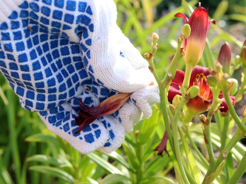 Tips On Deadheading Flowers Maintenance, Gardening Blooming Secrets