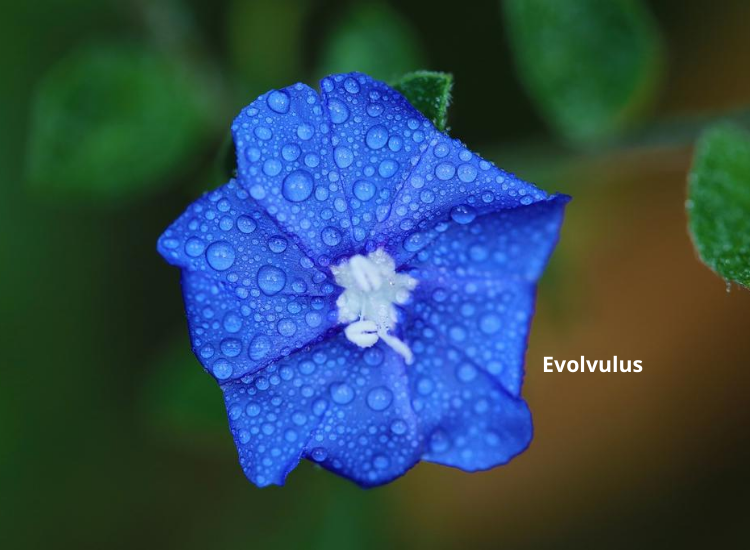 Heat Loving Perennials Flowers, Foliage, Gardening Blooming Secrets