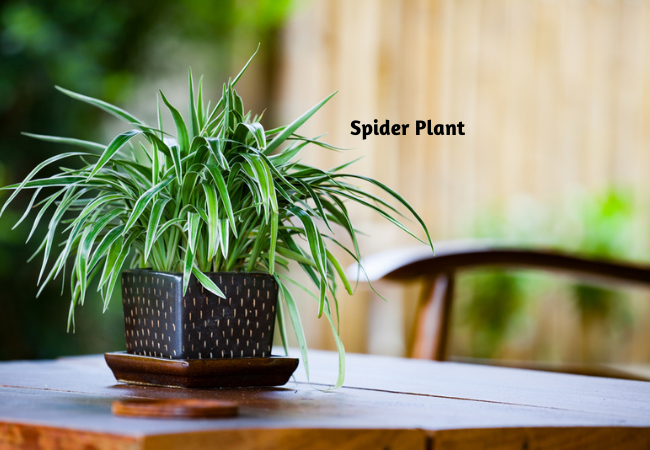 Easy Care Plants For Beginners | Plant, Indoor Gardening | Blooming Secrets