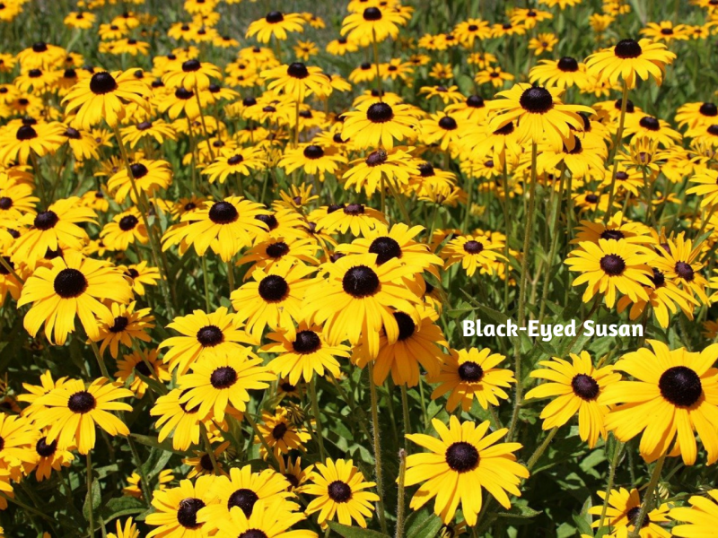 Popular Wildflowers Flowers, Wildflowers, Gardening Blooming Secrets