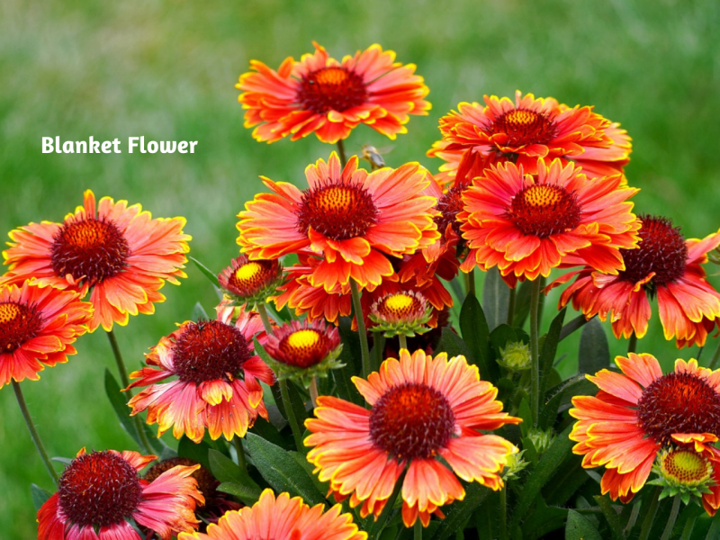 Popular Wildflowers Flowers, Wildflowers, Gardening Blooming Secrets