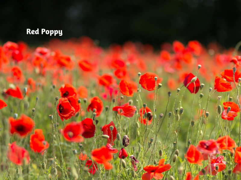 Popular Wildflowers Flowers, Wildflowers, Gardening Blooming Secrets