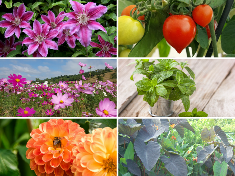 Plants To Grow In June Flowers, Vegetables, Garden Blooming Secrets