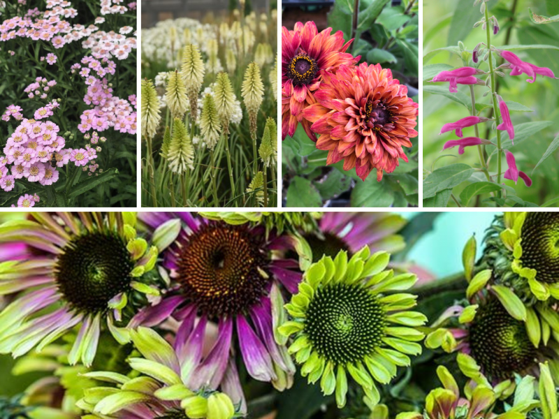 Plan For Color In Your Fall Garden | Flowers, Gardening | Blooming Secrets