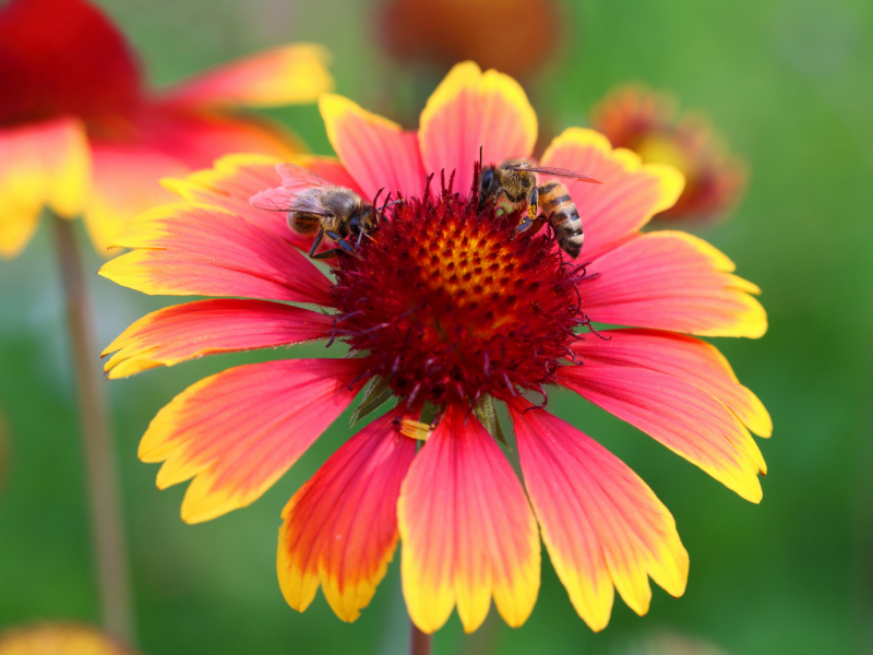 Plants That Love The Heat Flowers, Plants, Gardening Blooming Secrets