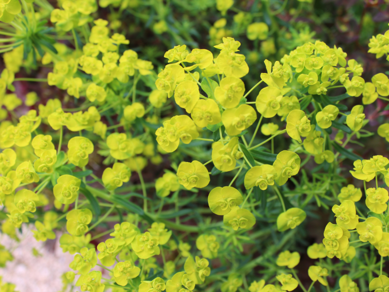 Plants That Love The Heat Flowers, Plants, Gardening Blooming Secrets