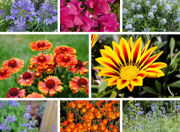Drought Tolerant Flowers Flowers, Plants, Gardening Blooming Secrets