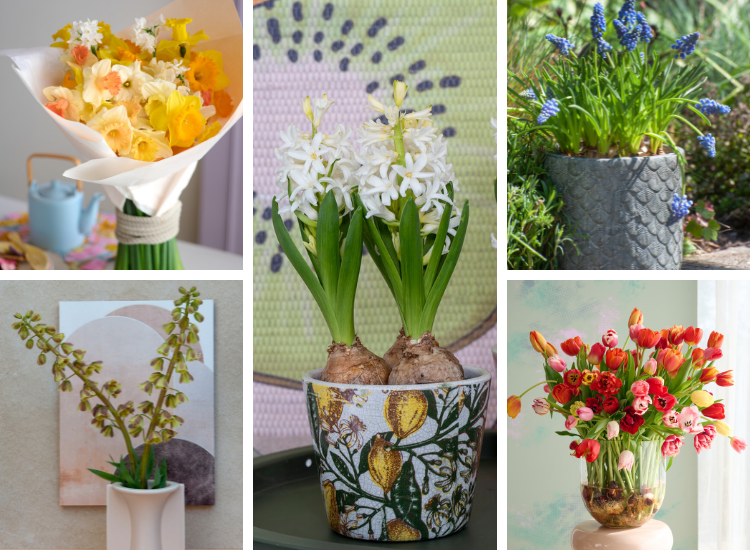 Grow Perennial Bulbs For Cut Flowers Gardening Blooming Secrets