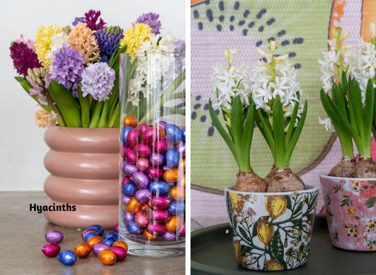 Grow Perennial Bulbs For Cut Flowers Gardening Blooming Secrets