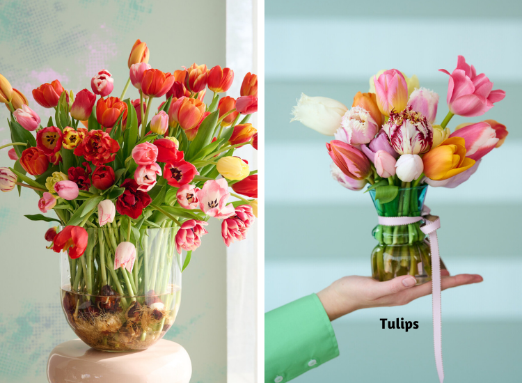 Grow Perennial Bulbs For Cut Flowers Gardening Blooming Secrets