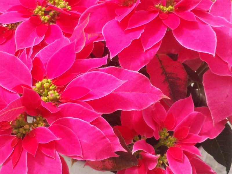 Holiday Flowers and Plants Tips, Houseplants, Indoor Blooming Secrets