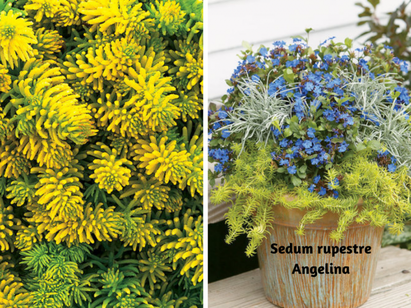 Growing Colorful Succulents | Succulents, Gardening | Blooming Secrets